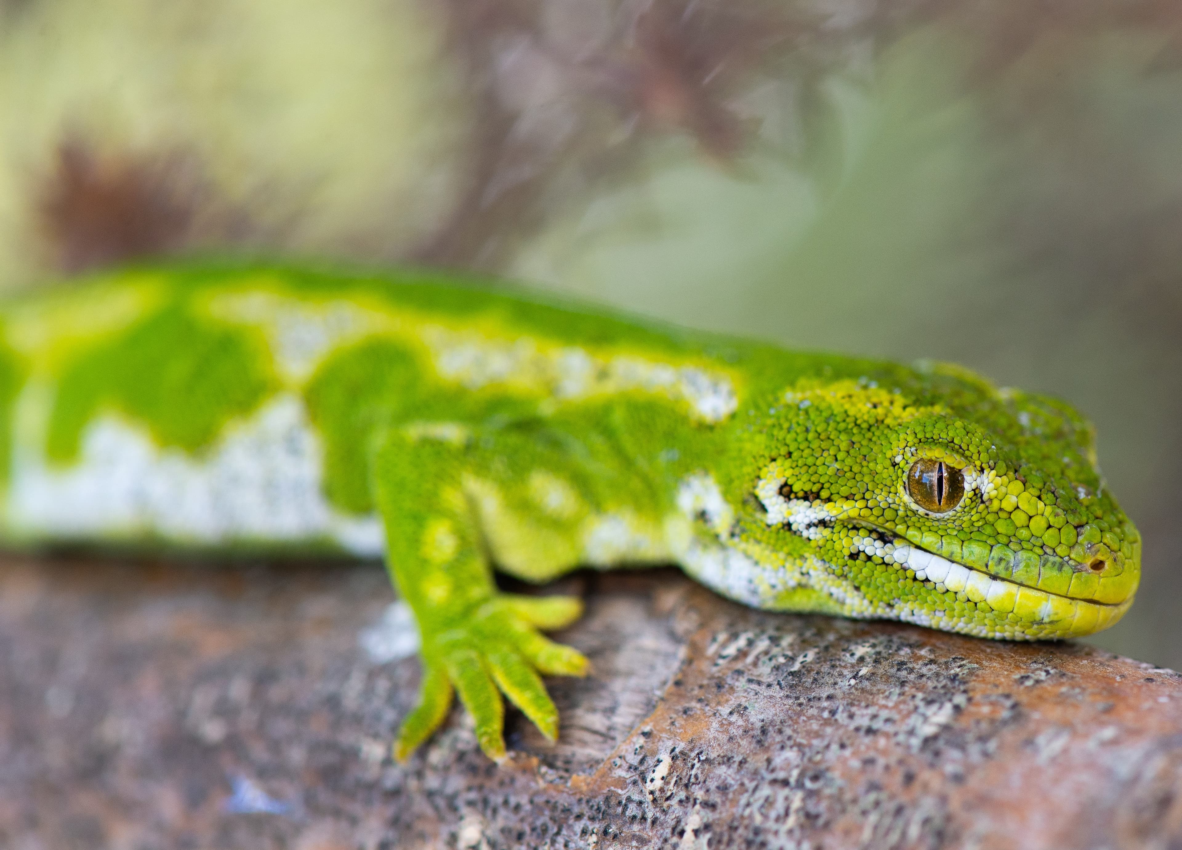 Gecko