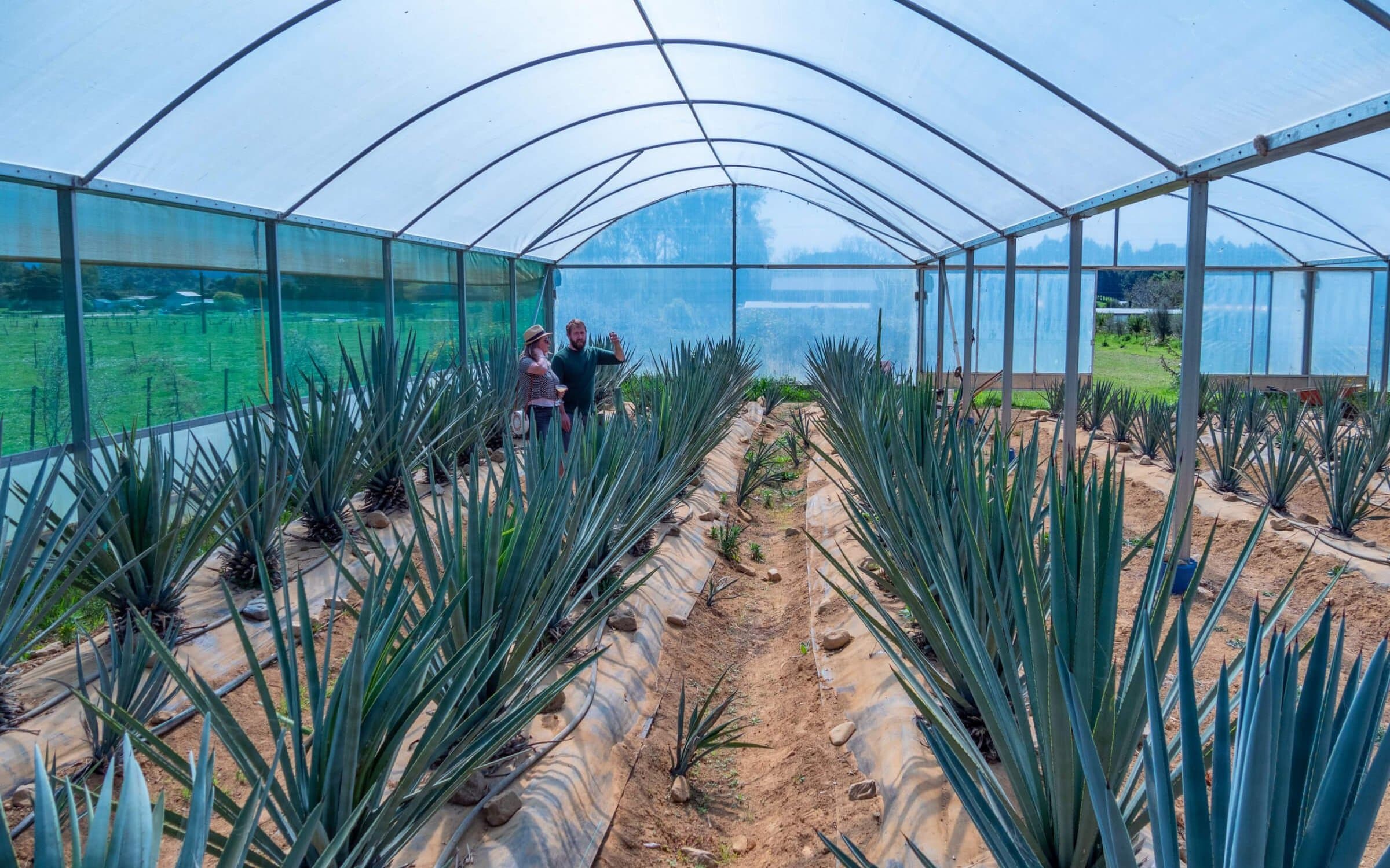 Kiwi Spirit Distillery agaves