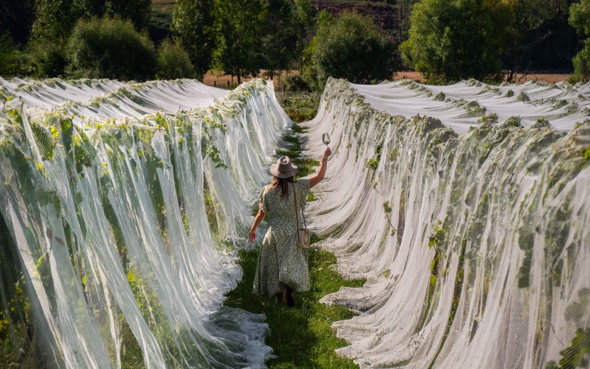 Walking through vineyard Neudorf