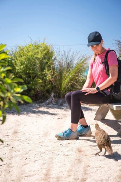 Meet the cheeky locals—weka strut the Abel Tasman Coast Track like they own the place, always ready to swipe an unattended snack.