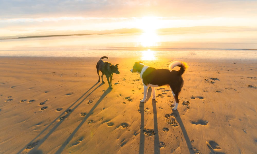 Dogs at Tahunanui Beach sunset