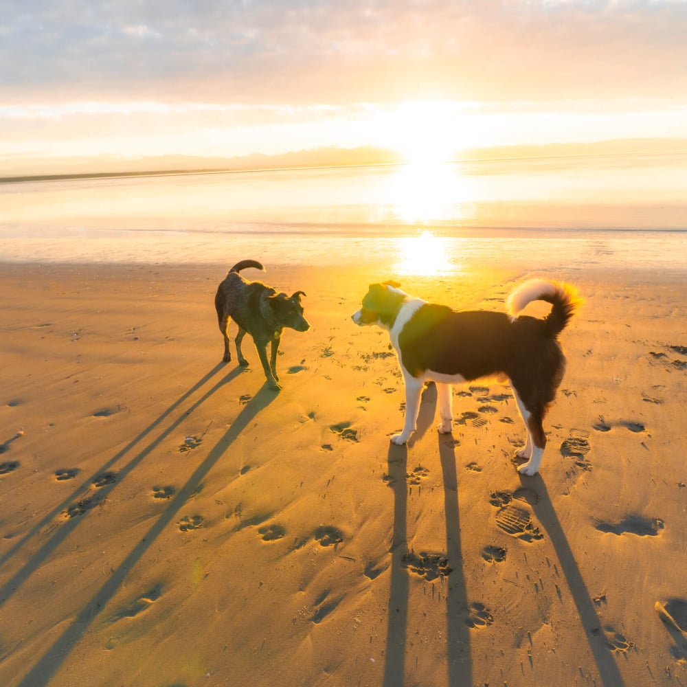 Dogs at Tahunanui Beach sunset