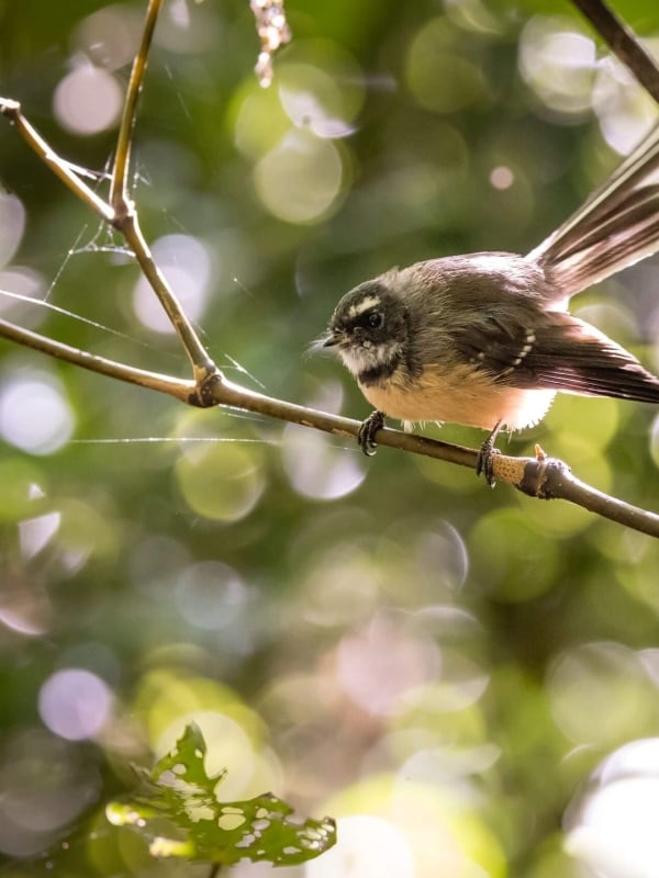 The Brook Waimarama Sanctuary fantail by Miles Holden