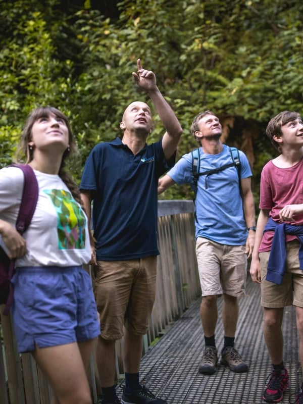 Join a guided walk at the Brook Waimārama Sanctuary and discover native wildlife thriving in a lush, predator-free forest.