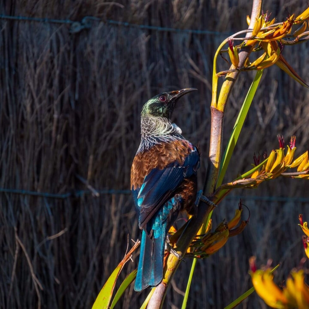 Tui in Abel Tasman National Park