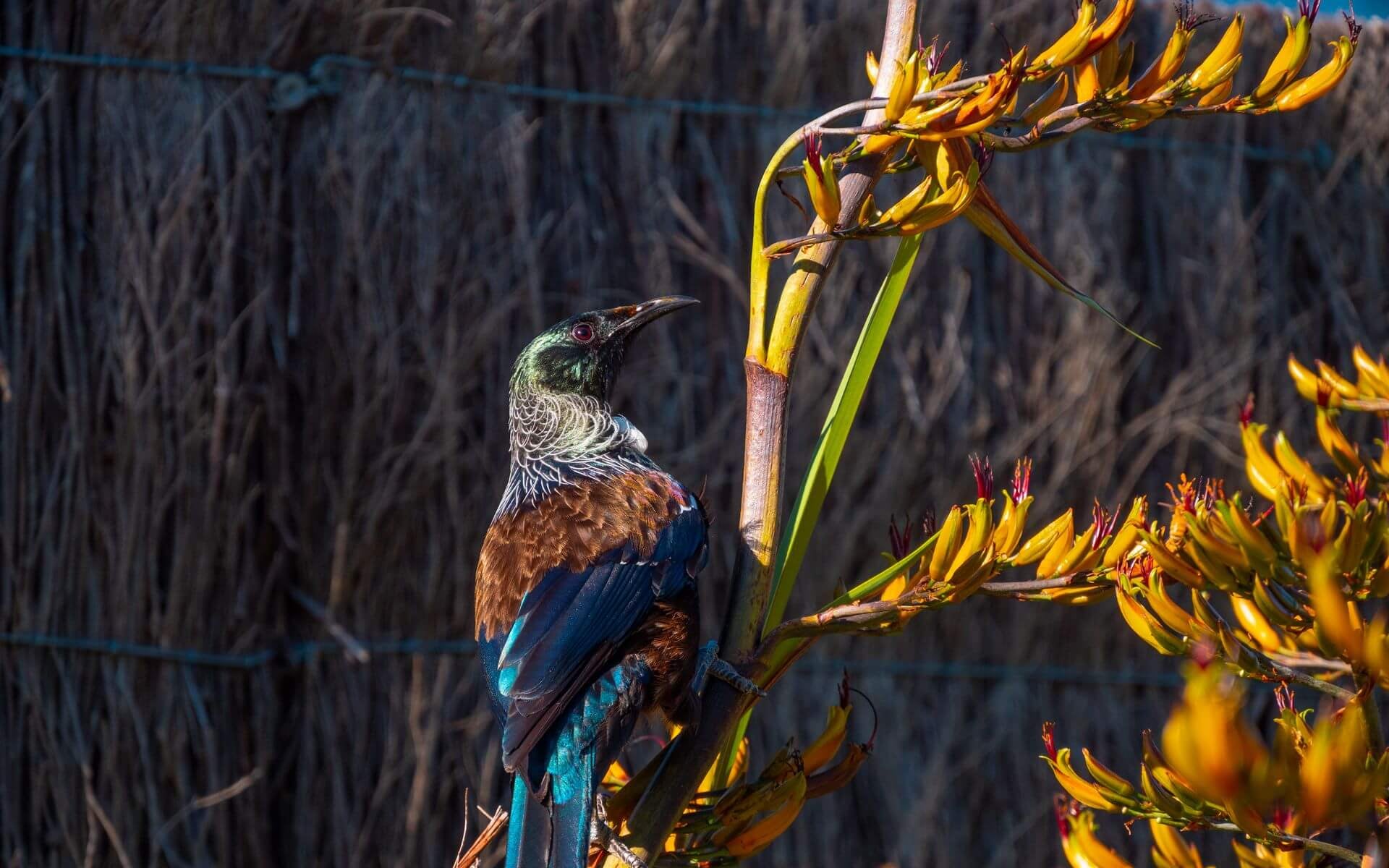 Tui in Abel Tasman National Park