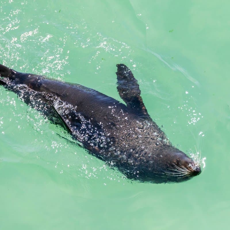 Seal swimming Abel Tasman