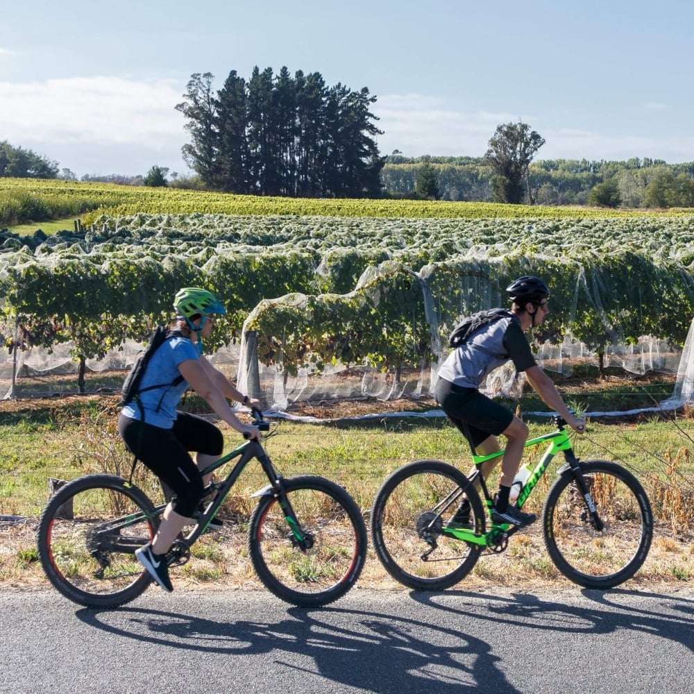 Vineyard bikes Great Taste Trail by Virginia Woolf