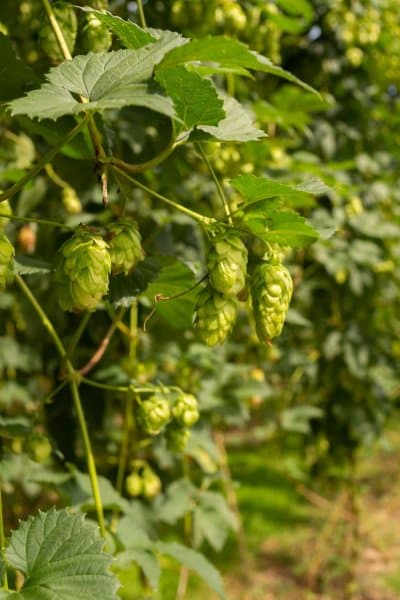 191413 hops close up web 2560px