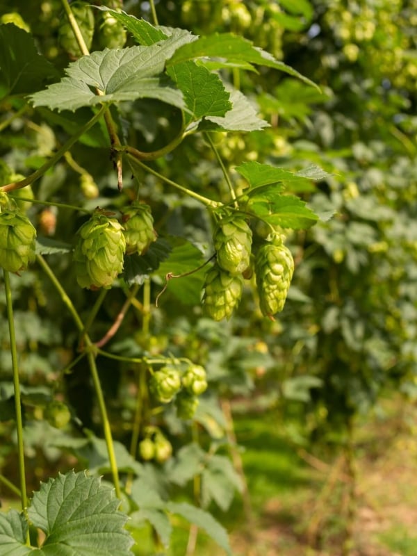 191413 hops close up web 2560px