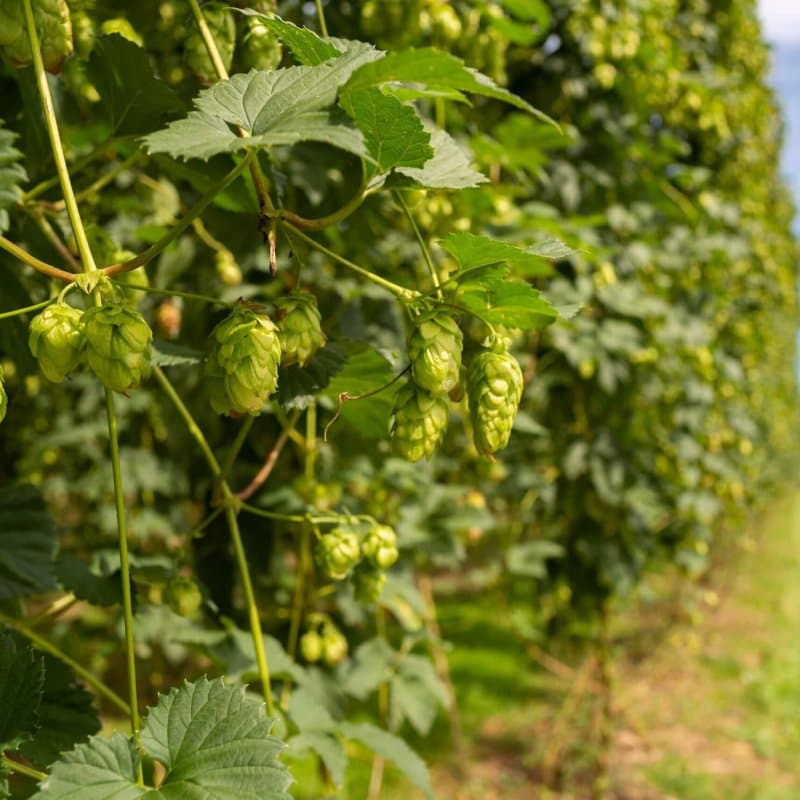 48 hours drinking and eating in Nelson Tasman