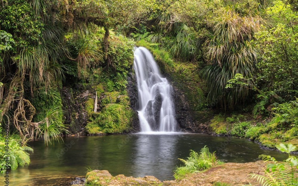 Ekos offsets all come from Ekos’ native, indigenous reforestation projects.