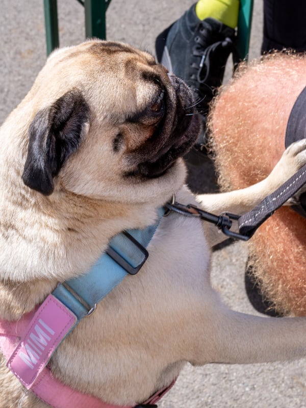 Most of these spots are dog friendly!