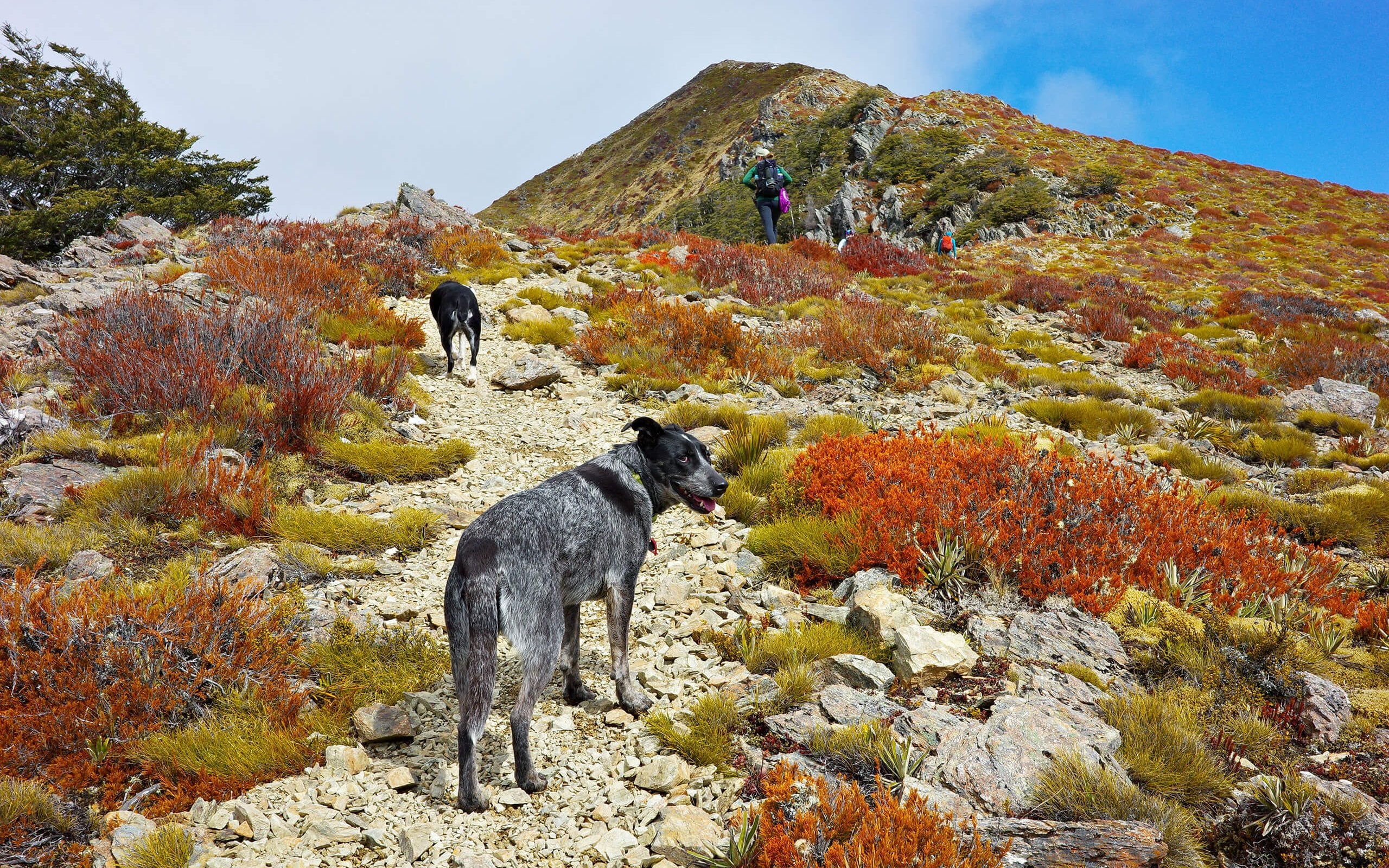 Ben Nevis Richmond Forest Park with dogs (11)