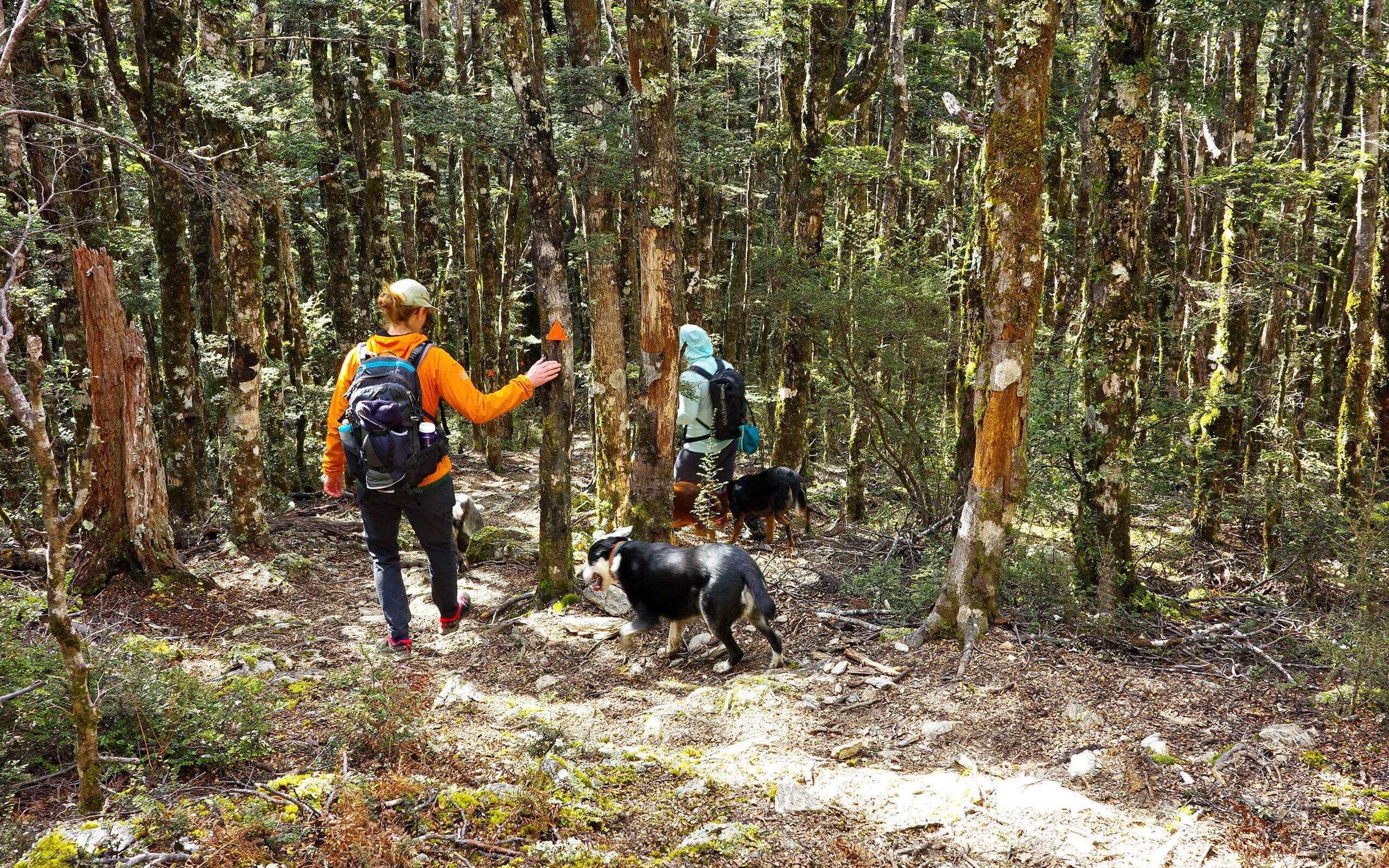 Ben Nevis Richmond Forest Park with dogs (13)