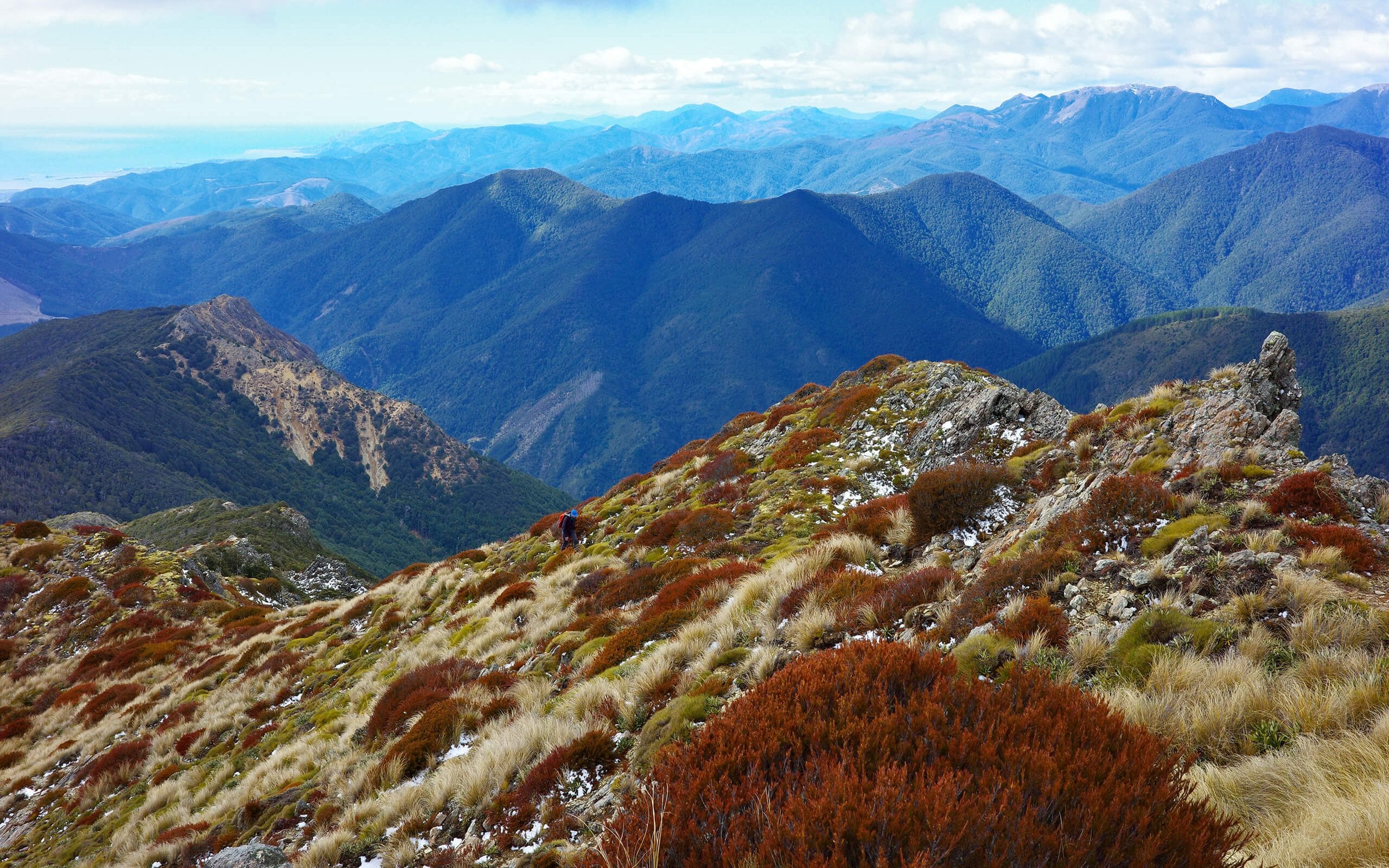 Ben Nevis Richmond Forest Park with dogs (9)