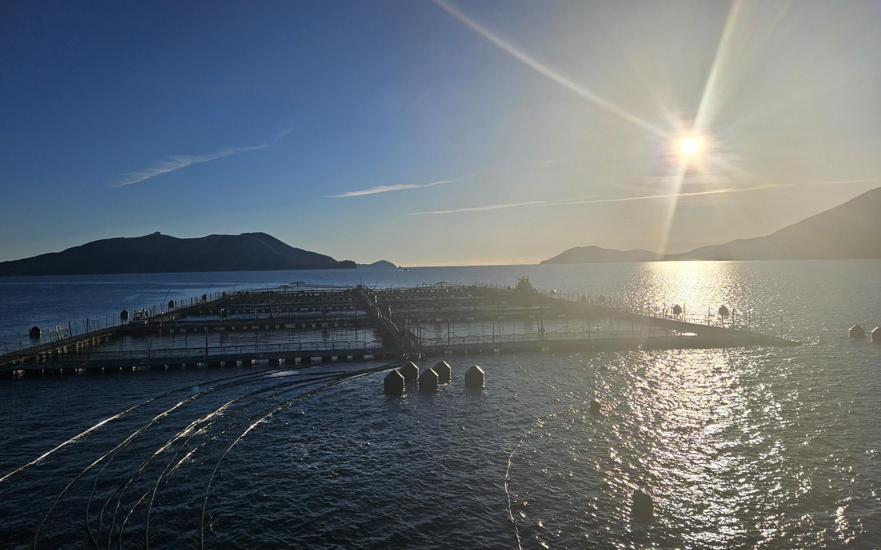 NZ King Salmon Company