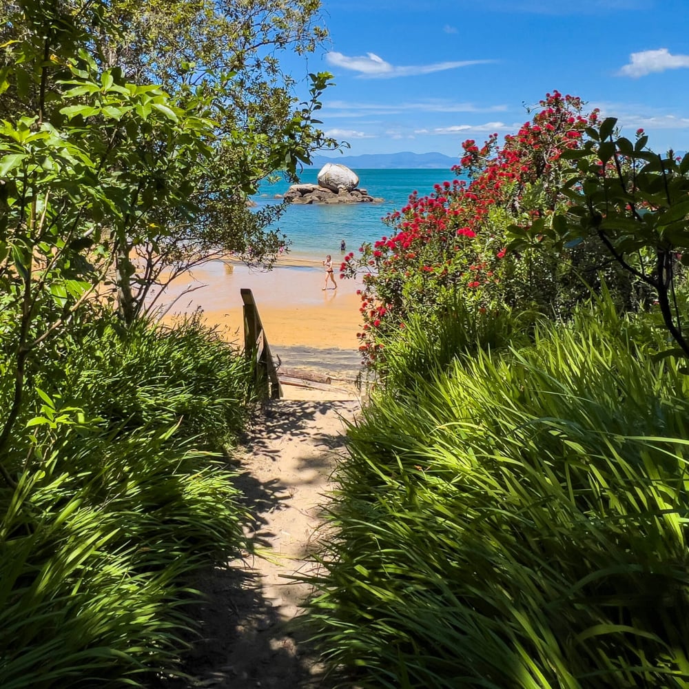 Summer 191934 pohutukawa at split apple rock beach