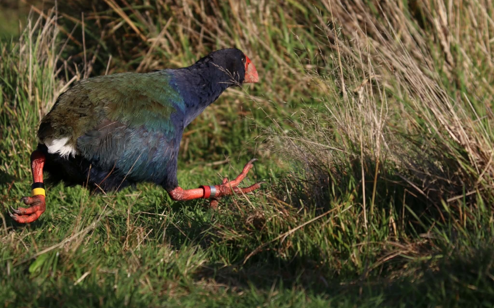 Takahē move into Golden Bay