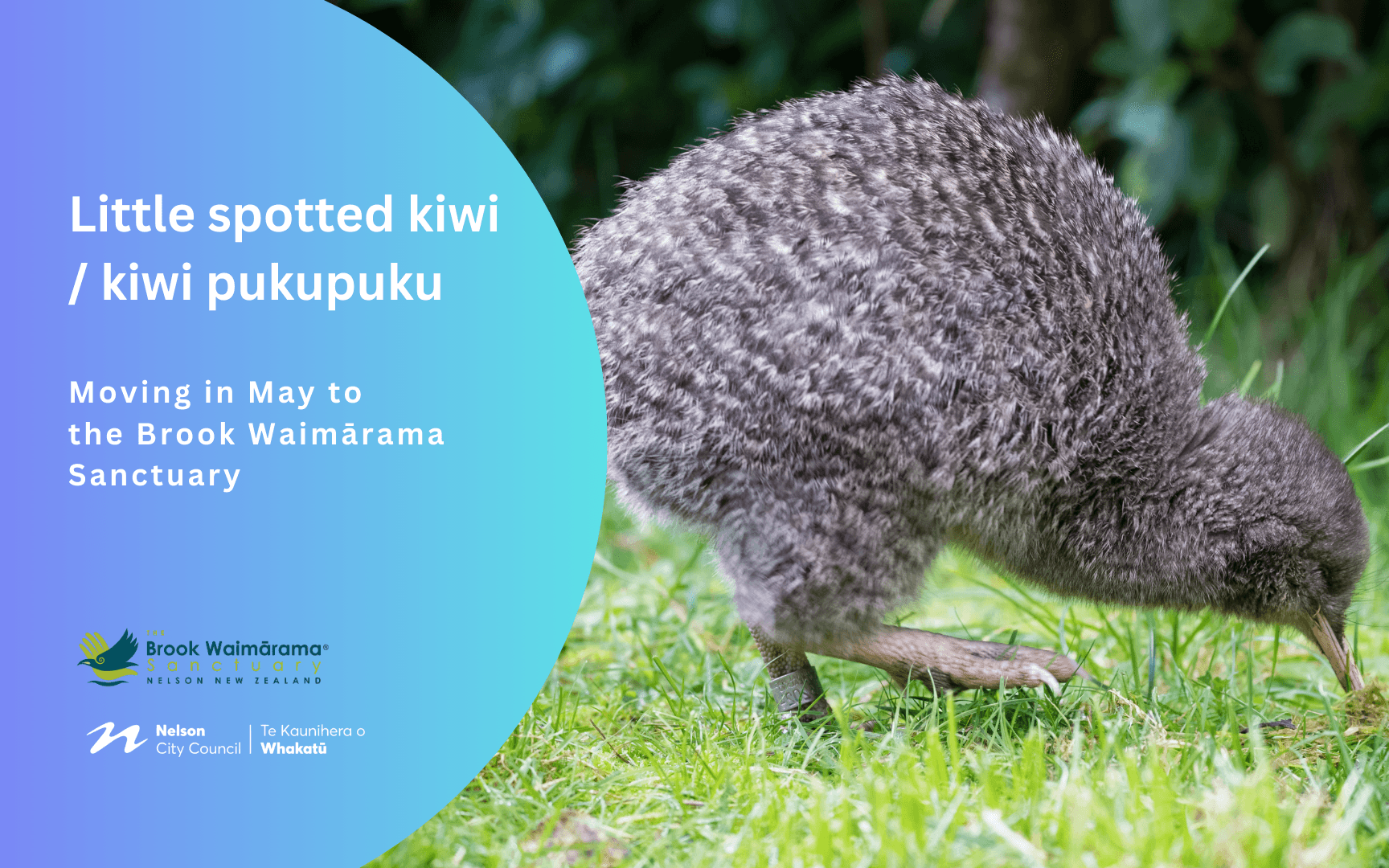 Little spotted kiwis moving to Brook Waimārama Sanctuary