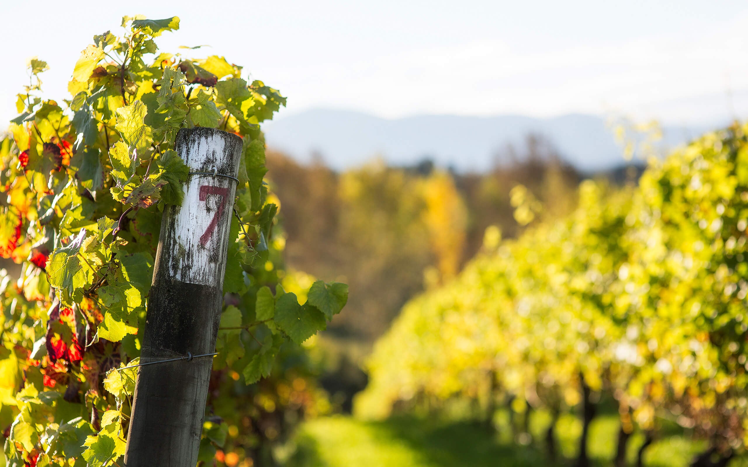 sunset valley vineyard 3