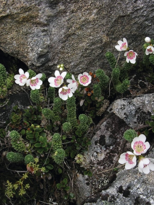 auora credit Auora website