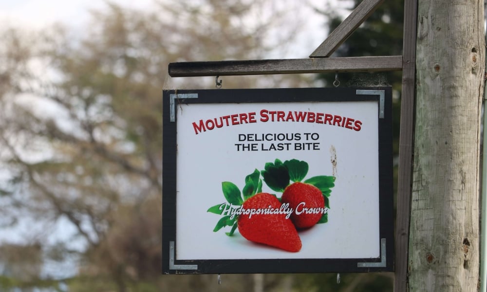 You can find Moutere Strawberries goodies—including their popular Moutere Fruits Chilli Jam—at Connings or Fresh Choice.