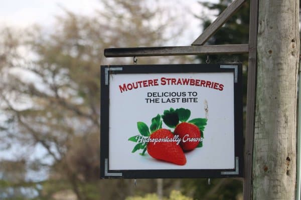 You can find Moutere Strawberries goodies—including their popular Moutere Fruits Chilli Jam—at Connings or Fresh Choice.
