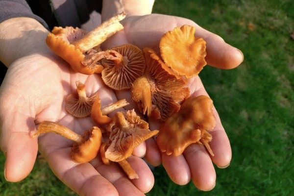 Laccaria Laccatas Neudorf Mushrooms
