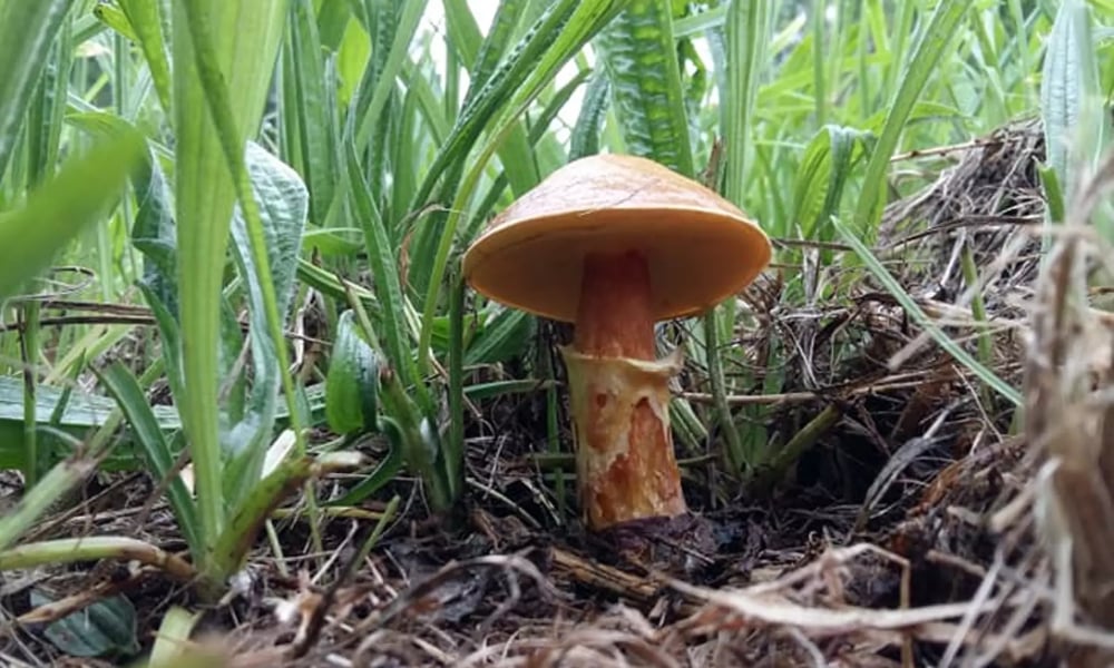 Neudorf Mushrooms forest v2