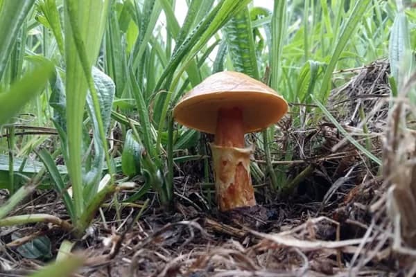 Neudorf Mushrooms forest v2