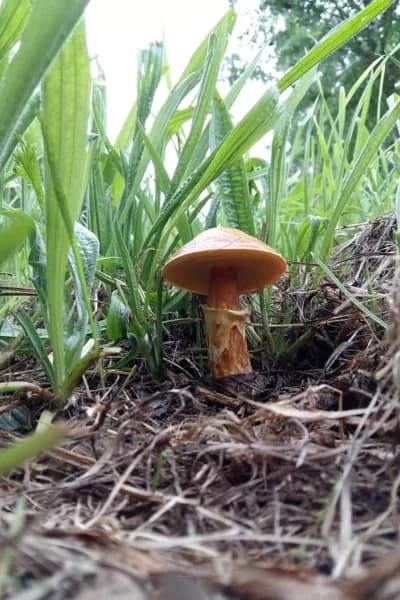Neudorf Mushrooms forest