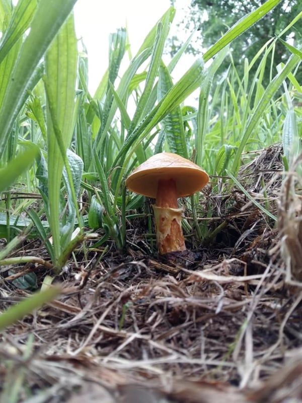 Neudorf Mushrooms forest