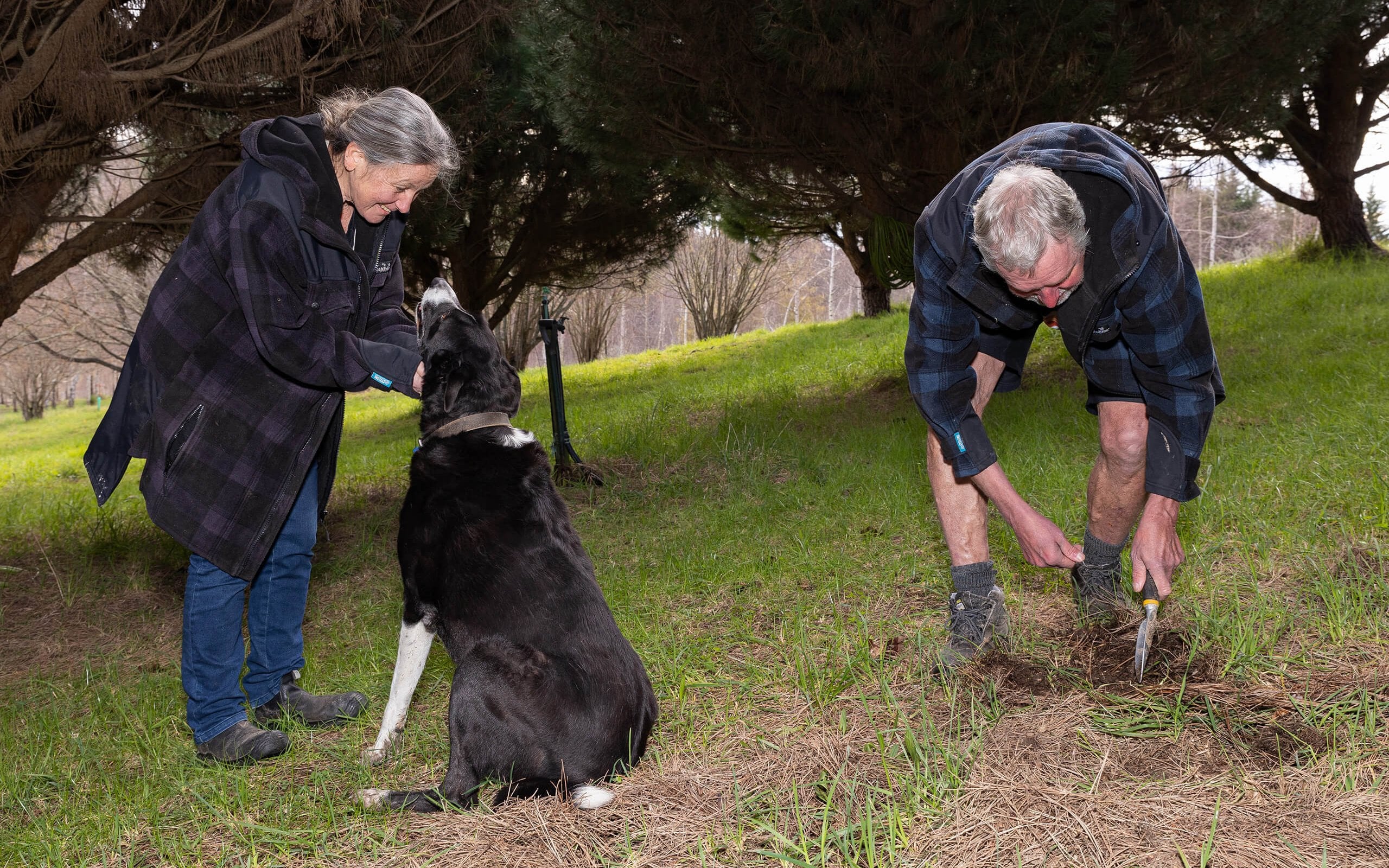 Ringo their 10-year-old sheepdog used to be chief truffle finder.