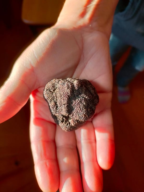 Truffles Neudorf Mushrooms