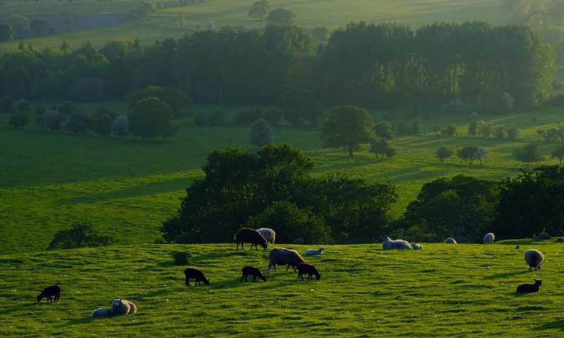 carbon crop credit cc website