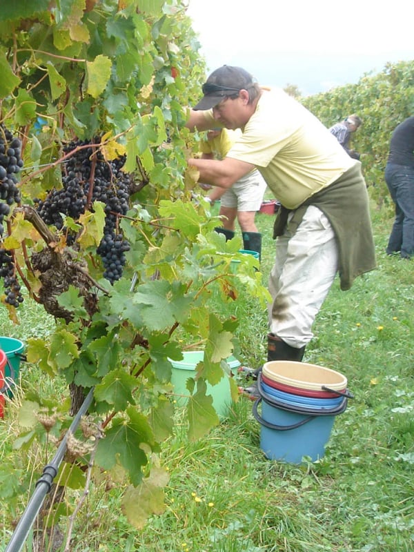 Grape harvesting at Te Mānia in Richmond.