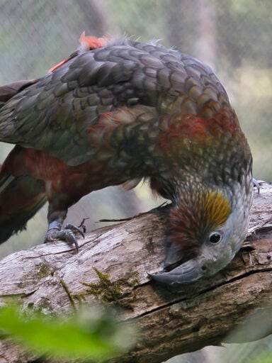 Kaka Brook Waimarama Sanctuary photo credit Fraser Heal