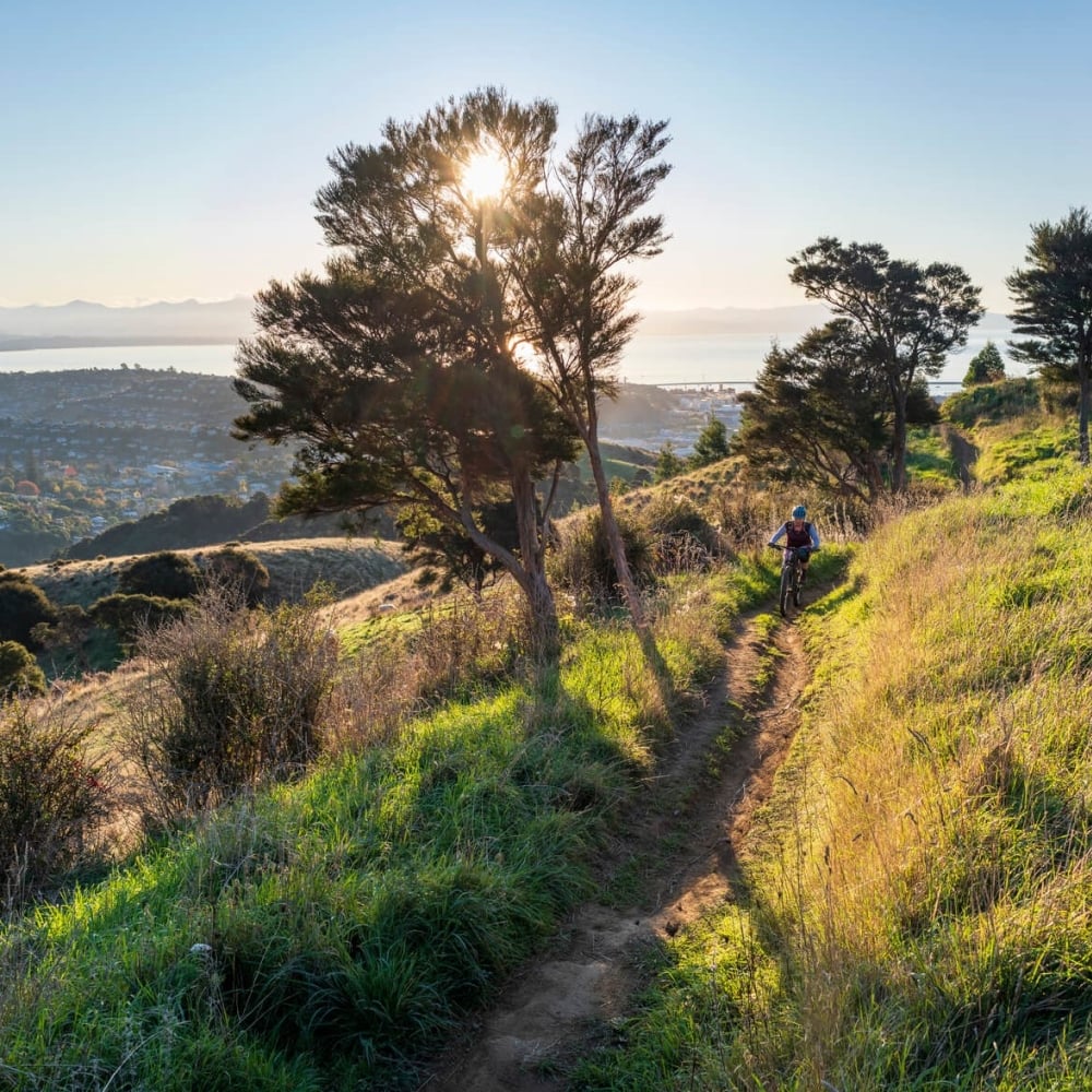 Mountain Biking in Nelson City Codgers MTB Park