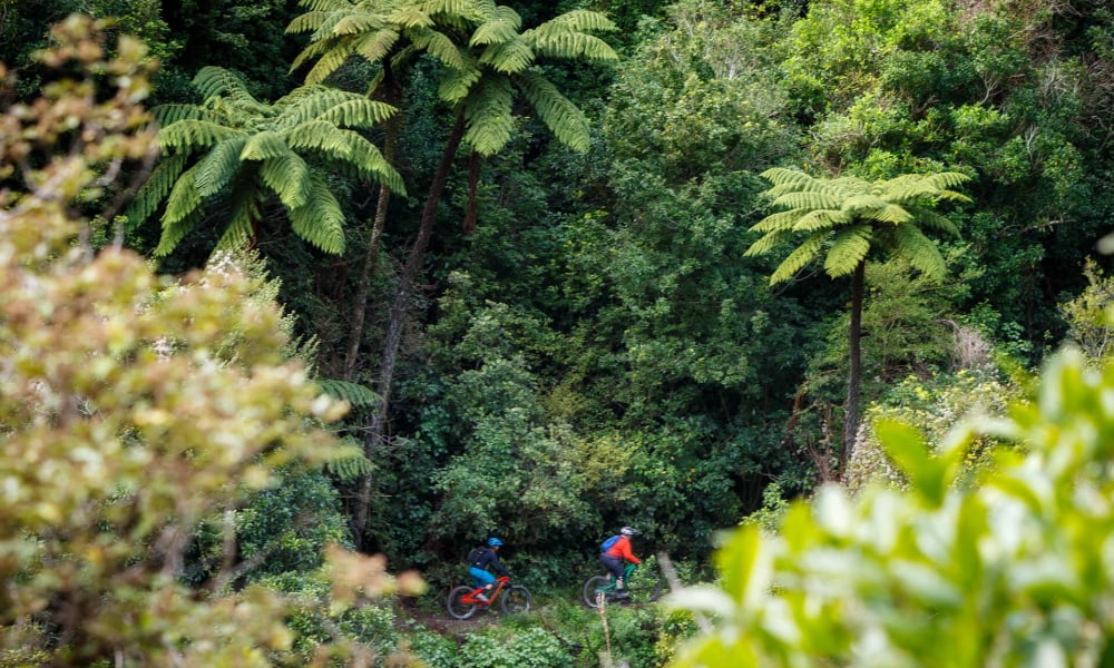 Native Forest at Coppermine Trail by Virginia Woolf