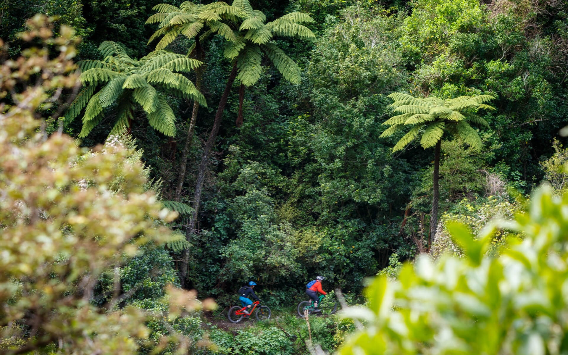 Native Forest at Coppermine Trail by Virginia Woolf