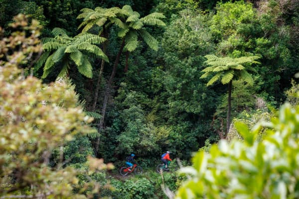 Native Forest at Coppermine Trail by Virginia Woolf