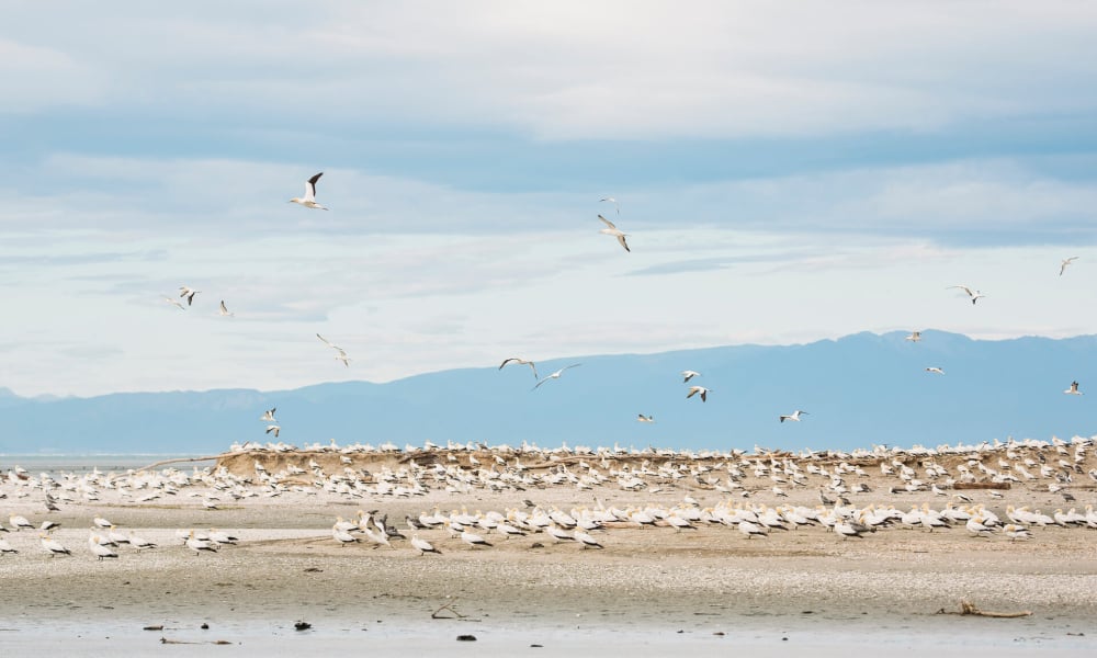 Gannet Colony at Farewell Spit