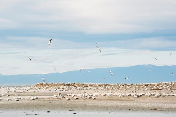 Gannet Colony at Farewell Spit