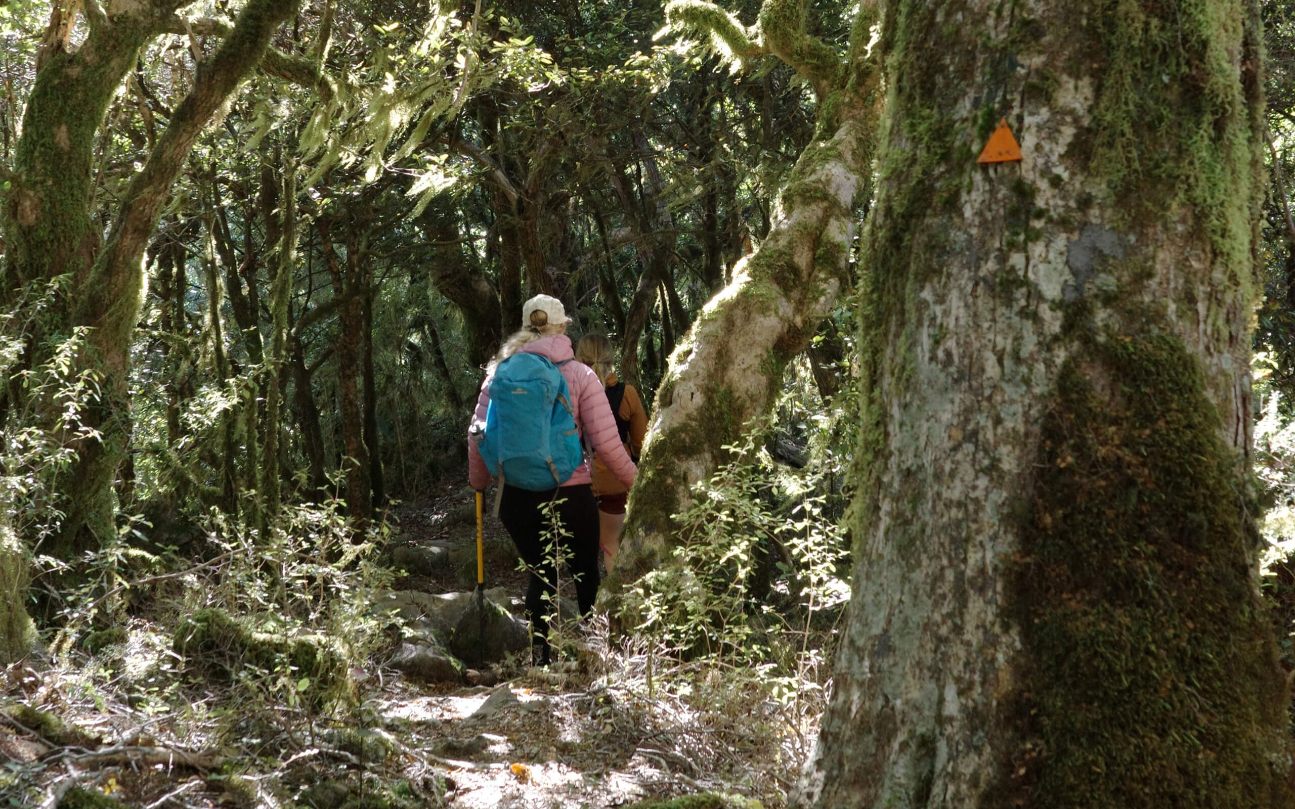 Mount Duppa Richmond Forest Park credit NelsonTasmanNZ (2)