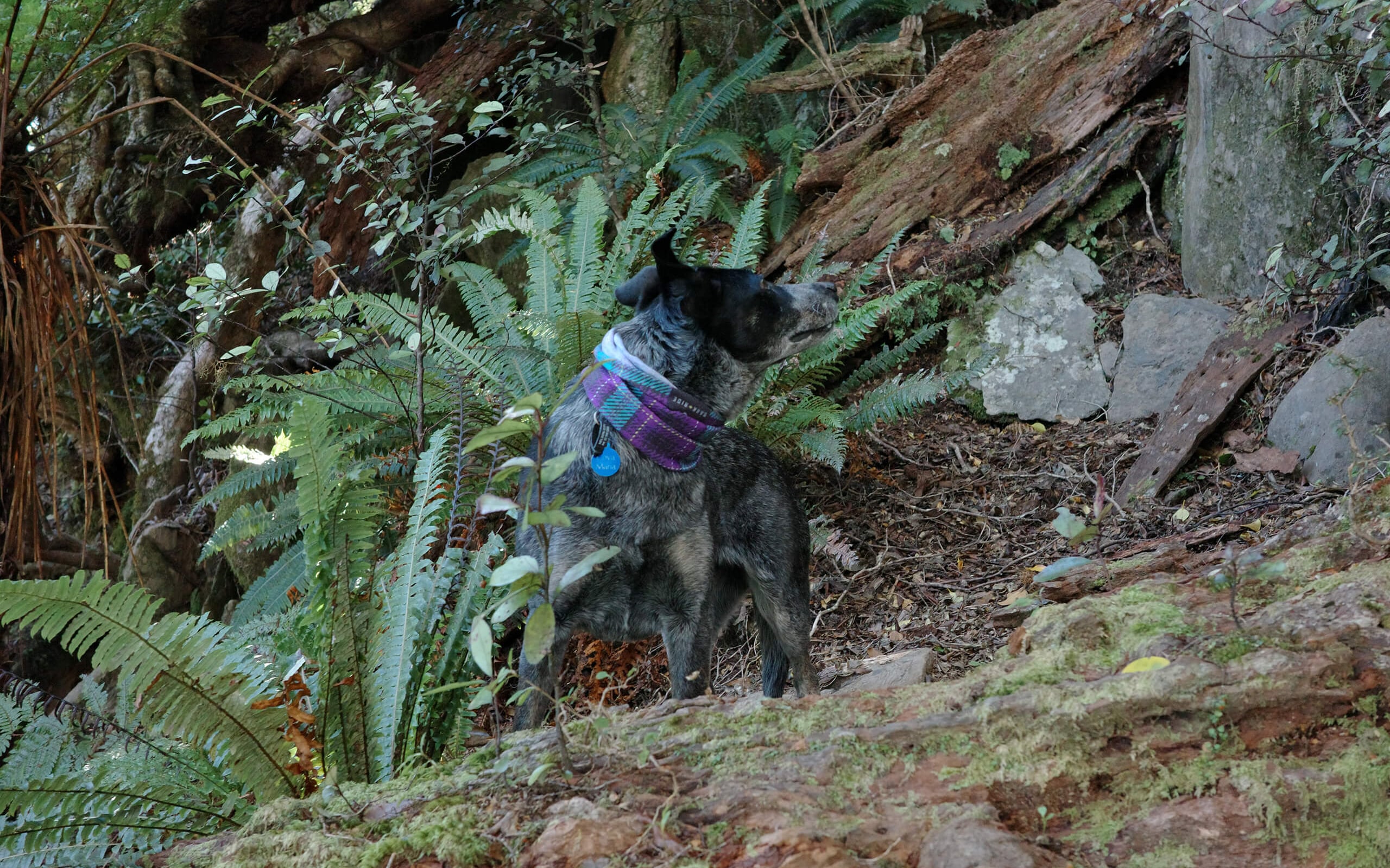 Mount Duppa Richmond Forest Park credit NelsonTasmanNZ (4)
