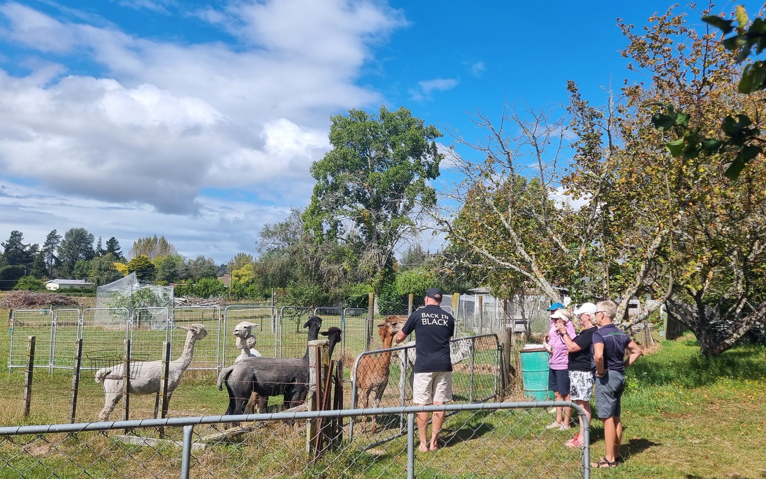 Neudorf Black Moutere Artisans feeding alpacas