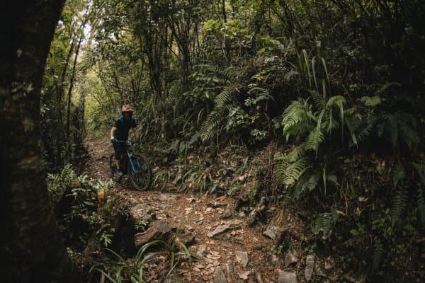 The Rameka winds through native forest from the top of Tākaka Hill down to Golden Bay.