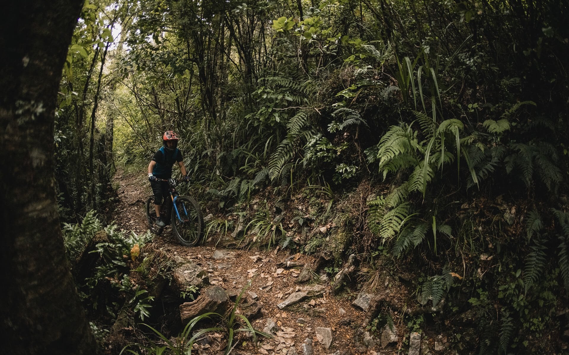 The Rameka winds through native forest from the top of Tākaka Hill down to Golden Bay.