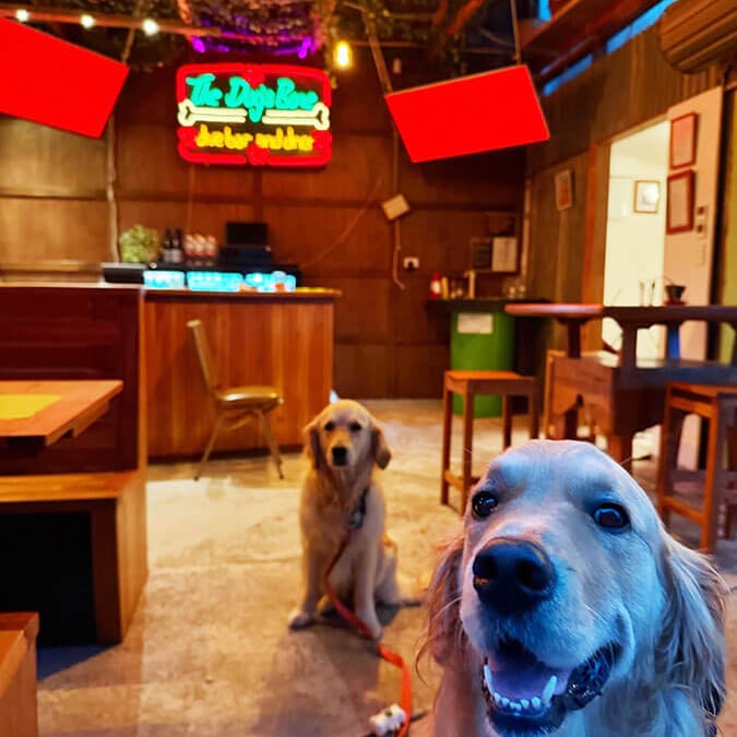 The Dogs Bone Nelson 2